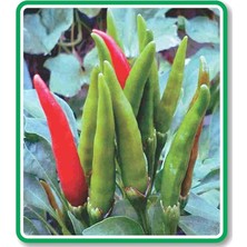 Tarım Ata Tohumu Yerli Doğal Süslü Biberi 100 Adet Tohum