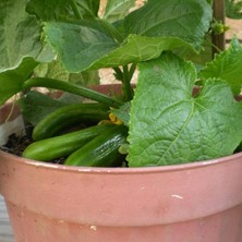 Bol Dökümlü Leziz Oturak Salatalık (Hıyar) Fidesi (5 Adet)