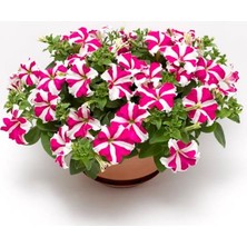 Pearl Shop Petunya Çiçeği Tohumu (Iri Çiçekli Bodur) Gül Yıldız Renkli - 15 Tohum