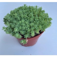 Pearl Shop Sedum Tohumu (Iri Damarlı Yapraklar) Yeşil Renkli - 15 Tohum