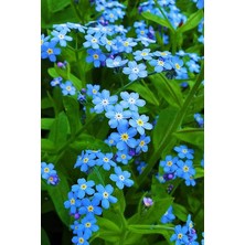 Pearl Shop Look Mavi Unutma Beni Çiçeği Tohumu / 20 Adet Tohum TH-THMCMTHM371