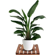 Pearl Shop Tekerleksiz Ahşap Saksı Altlığı Damacana Tüp Saksı Sehpası 30X30 cm