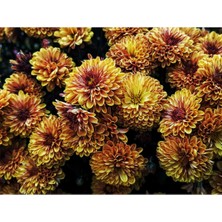 Pearl Shop Look Toprak Rengi Krizentem (Kasımpatı) Çiçeği Tohumu 10 15 Adet TH-2022DSHNGLKTHM022