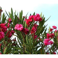 Pearl Shop Yaş Bodur Zakkum Fidanı, Saksıda