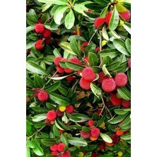 Pearl Shop Look Yabani Dağ Çileği Tohumu / 20 Adet Dağ Çileği Tohumu TH-THMCMTHM408