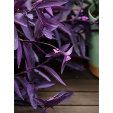 Pearl Shop Mor Telgraf Çiçeği 1 Adet Saksılı/tüplü 10-20CM Iç Mekan Bitkisi (Tradescantia Pallida)