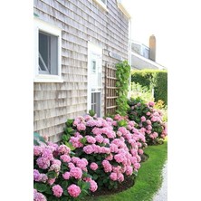 Pearl Shop Dünyam 15 Adet Pembe Renkli Ortanca Çiçeği Tohumu