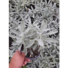 ADAÇAYI FİDANI 3 ADET - SAKSILI 20-30 CM