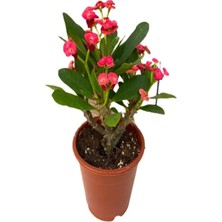 2 Adet Dikenler Tacı Eforbia Mili (Euphorbia Milii) Kırmızı Renk