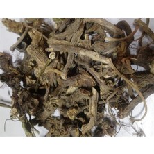 Aktar Depo Kedi Otu Kökü