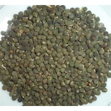 Aktar Depo Bamya Tohumu