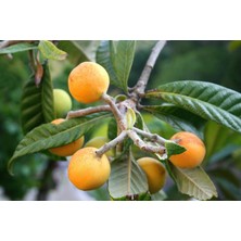 Tunç Botanik MALTA ERİĞİ - YENİ DÜNYA FİDANI ( Eriobotrya Japonica )