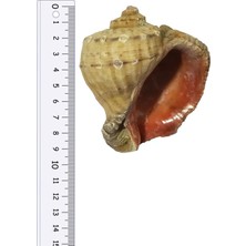 Kuzeylina Deniz Kabuğu Gongaz - Büyük Boy 8-10 Cm - 1 Adet