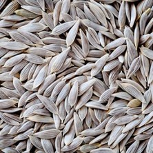 Aktar Depo Marul Tohumu Beyaz 100 gr