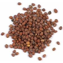 Aktar Depo Turp Tohumu Kırmızı  500 gr