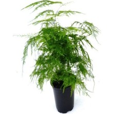 Tül Çiçeği Kuşkonmaz Aspagus Çiçeği