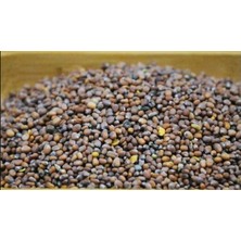 Aktar Depo Turp Tohumu Siyah 100 gr