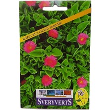 Rozet Buz Çiçeği Tohumu