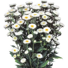 Beyaz Kasımpatı F1 Tohumu (15 Tohum)