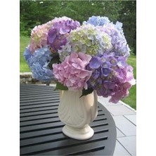 Look Soft Karışık Renkli Ortanca Çiçeği Tohumu-10 15 Adet TH-2022DSHNGLKTHM126