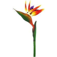 Look Nadir Cennet Kuşu Orkide Tohumu 2 Tohum Çiçek Tohumu TH-THMCMTHM166