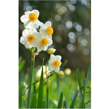 Dünyam Nergiz Tohumu 5 Adet Tohum Nergis Çiçeği Tohumu Çiçek Tohumu