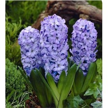 Mor Sümbül Soğanı 5 Adet