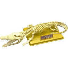 Amalfi Timsah Iskeleti Bilim Seti Kız Erkek Çocuk Oyuncak Eğitici Oyuncaklar