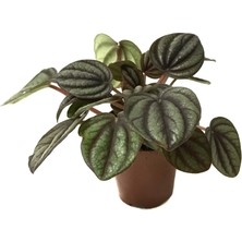 Betonish Peperomia Albovittata (Zümrüt Dalgası Çiçeği)