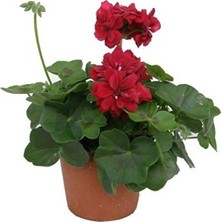 Sakiz Sardunya (35-45CM ) Form (Beyaz -Pembe -Kirmizi Renk ) Saksili Gönderim