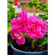 Sakız Sardunya ( 40- 45 cm ) Orta Boy Saksı ile Beraber