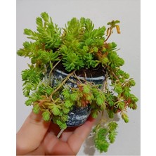 (2ADET )Kaya Sedum Cicegi - (10-15 cm ) Yer Örtucu -Mezar Bittkisi -Kabir Cicegi-Yayilici Cicek