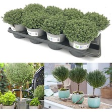 e-fidancim Nadir Faustini  Dik Güçlü Gelişen Kekik Fidesi (1 Adet)