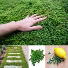 e-fidancim Aromatik Lemon Greenk Limon Kokulu Yayılıcı Kekik Fidesi (1 Adet)