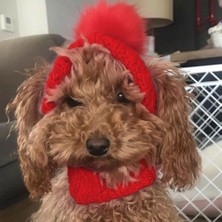TrendyPati Köpek Örgü Şapka – Ponponlu, Yumuşak, Sıcak Tutucu – Kışlık Köpek Bere-Tekebat