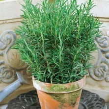 e-fidancim Nane Çay Için Uygun Aromatik Saksılık Abraxas Baharatlık Biberiye Fidesi (2 Adet)