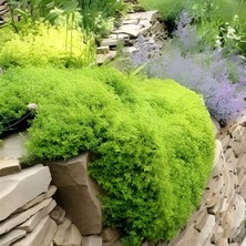 e-fidancim Yayılıcı Goldy Aromatik Kekik Fidesi (1 Adet)