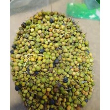 Aktar Depo Acı Çehre Meyvesi Yeşil 50 gr