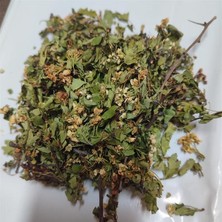 Aktar Depo Alıç Yaprağı Çiçekli 2025 Yeni 250 gr