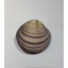 Gemsartdeco Maxıma Okyanus Kabuk
