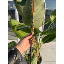 Gemsartdeco Kaplangözü Çakra Sembollü Doğaltaşlı Asa Özel Ürün