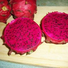 Red (Özel Tür) Ejder Meyvesi Pitaya Fidanı