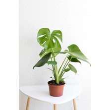 Deve Tabanı Geniş Yapraklı 1 Adet Saksılı 40-60CM Iç Mekan Bitkisi Monstera Deliciosa
