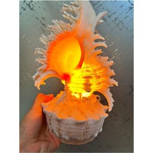 Gemsartdeco Deniz Kabuğu Lamba Prizli