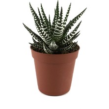 Betonish Haworthia Fasciata (Sukulent)