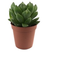 Betonish Haworthia Cymbiformis (Sukulent)