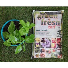 Fresh Torf 3 Lt Çiçek Toprağı Saksı Toprağı Torf Toprağı