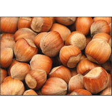 Sahafidan Tüplü Fındık Fidanı 3 Yaş Boy 80-100CM