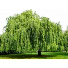 Sahafidan 3 Yaş Tüplü Salkım Söğüt Fidanı 150-180 cm