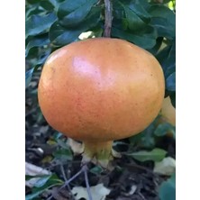 Sahafidan Tüplü Katırbaşı Nar FİDANI100-120 cm